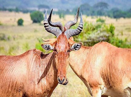 Best Deal- Nairobi Serena with Breakfast â€“ 5 star Image