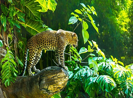 Best Deal- Laya Safari with Breakfast â€“ 4 star Image