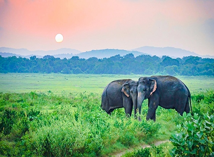 Exclusive Deal with Special Discount- Tamarind Lake, Yala National Parksafari- Breakfast â€“ 5 Star