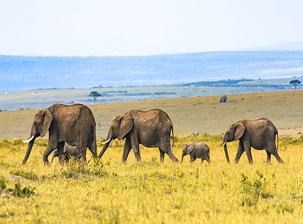 Exclusive Deal with Special Discount- MÃ¶venpick Hotel & Residences, Nairobi- Breakfast - 5 Star
