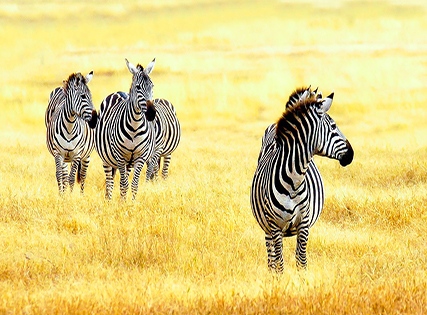 Exclusive Deal- Crowne Plaza Nairobi Airport, an IHG Hotel 5 Star Image